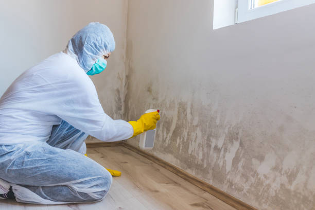Licensed Basement Mold Remediation service in Springfield, MA - Car Mold Remediation