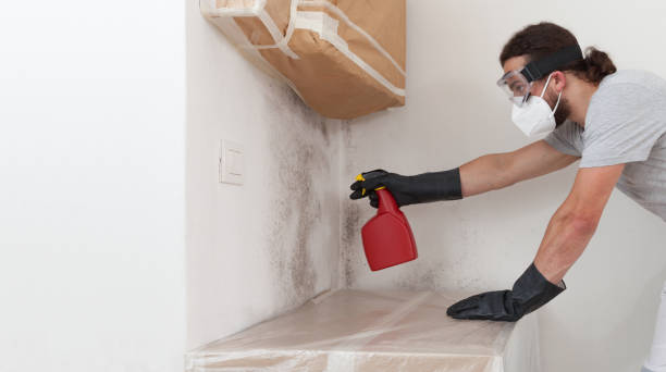 Professional Basement Mold Remediation technician working in Springfield, MA