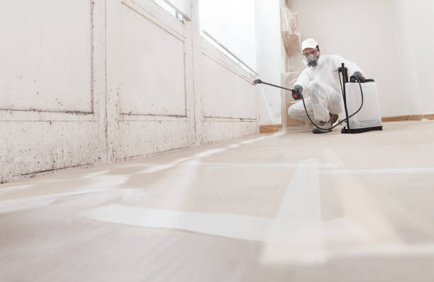 24/7 Emergency Basement Mold Remediation experts in Springfield, MA