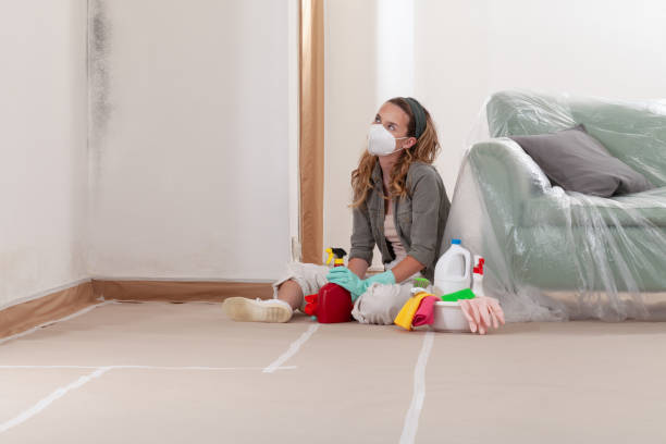 Reliable Basement Mold Remediation contractor in Springfield, MA by Car Mold Remediation