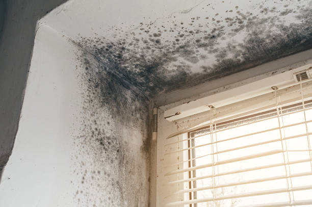 Affordable Basement Mold Remediation solutions in Springfield, MA