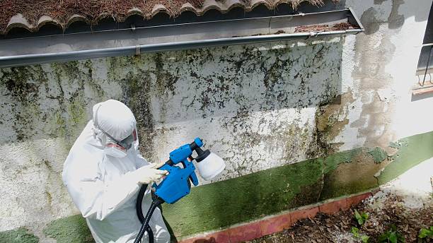 Top rated local Basement Mold Remediation specialists in Springfield, MA